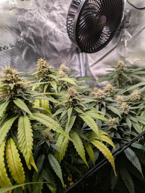 Amnesia Haze. Week 17