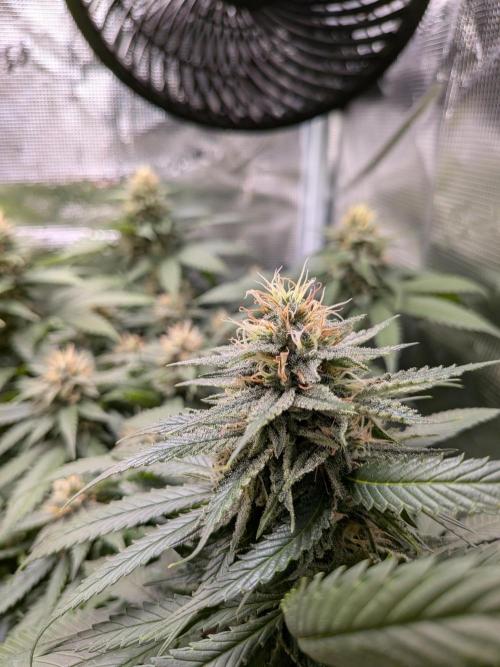 Amnesia Haze. Week 17