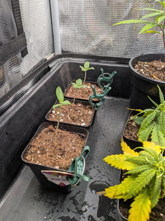 Kali Dog. Week 1 - ignore the clones 😅