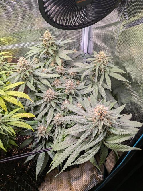 Amnesia Haze. Week 18
