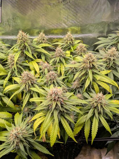 Amnesia Haze. Week 18