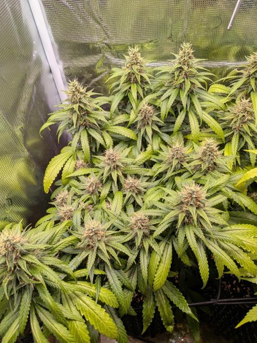 Amnesia Haze. Week 18