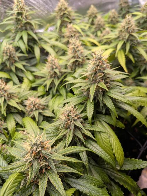 Amnesia Haze. Week 18