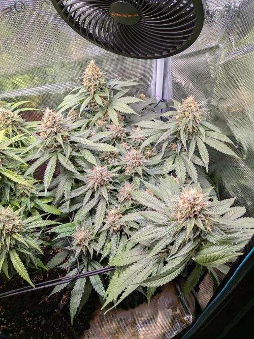 Amnesia Haze. Week 19