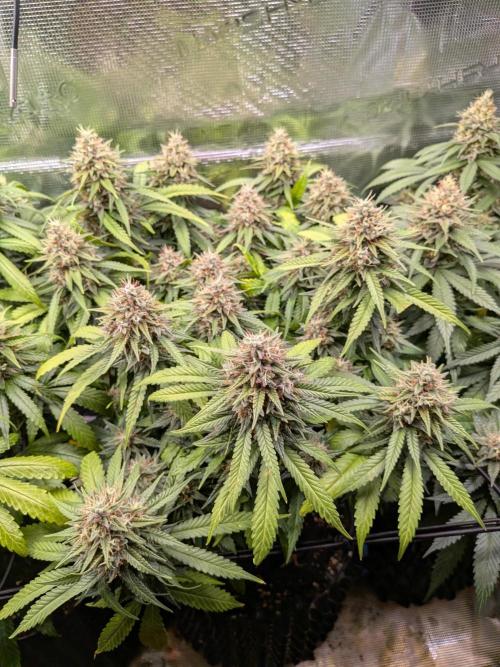 Amnesia Haze. Week 19