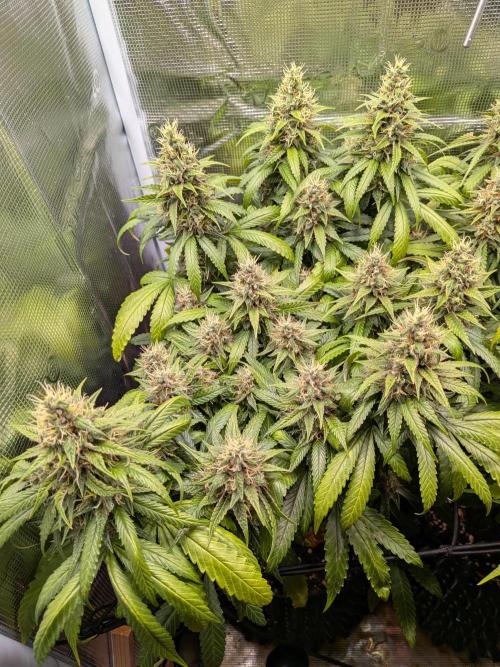 Amnesia Haze. Week 19