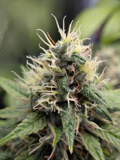 Amnesia Haze. Week 19
