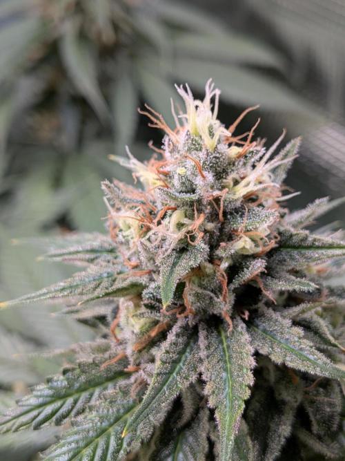 Amnesia Haze. Week 19