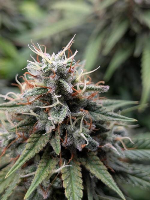 Amnesia Haze. Week 19