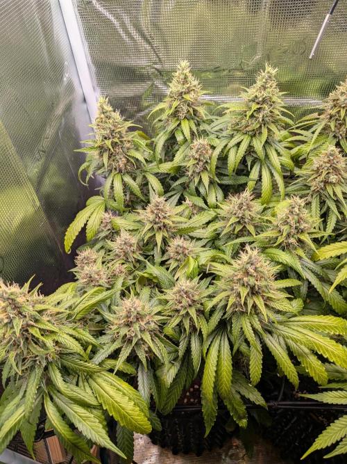 Amnesia Haze. Week 20