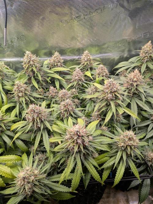 Amnesia Haze. Week 20