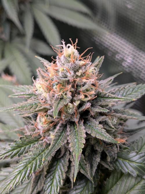 Amnesia Haze. Week 20