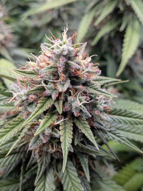 Amnesia Haze. Week 20
