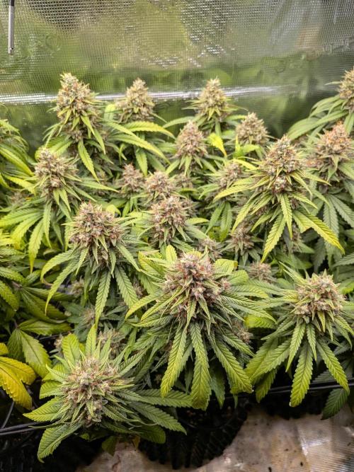 Amnesia Haze. Week 21