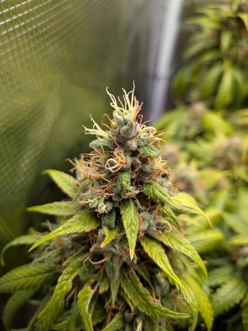 Amnesia Haze. Week 21