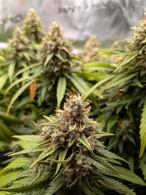 Amnesia Haze. Week 21