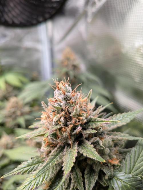 Amnesia Haze. Week 21