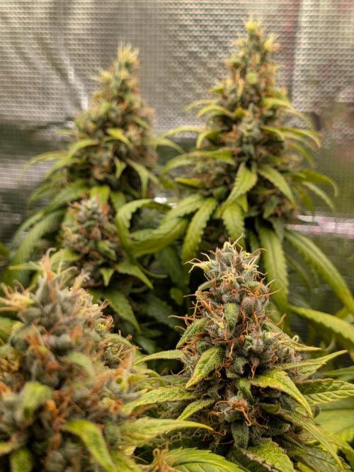 Amnesia Haze. Week 21