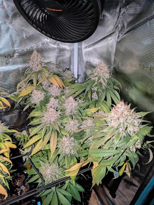 Amnesia Haze. Week 22