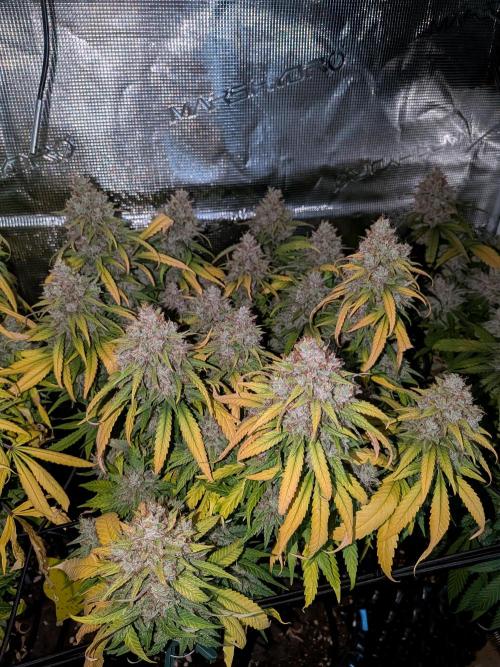 Amnesia Haze. Week 22