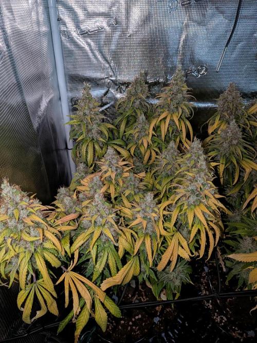 Amnesia Haze. Week 22
