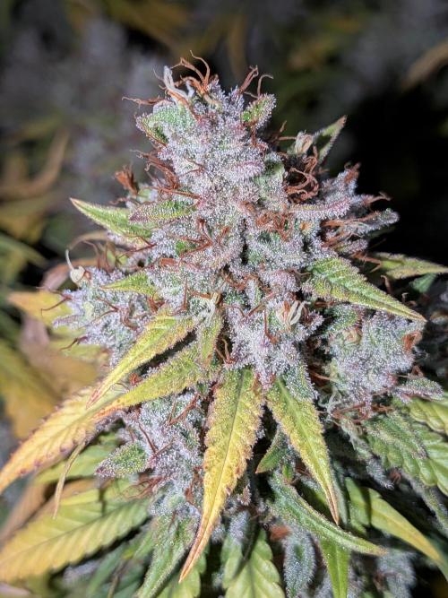 Amnesia Haze. Week 22