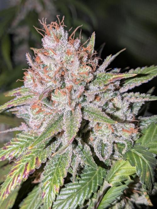 Amnesia Haze. Week 22