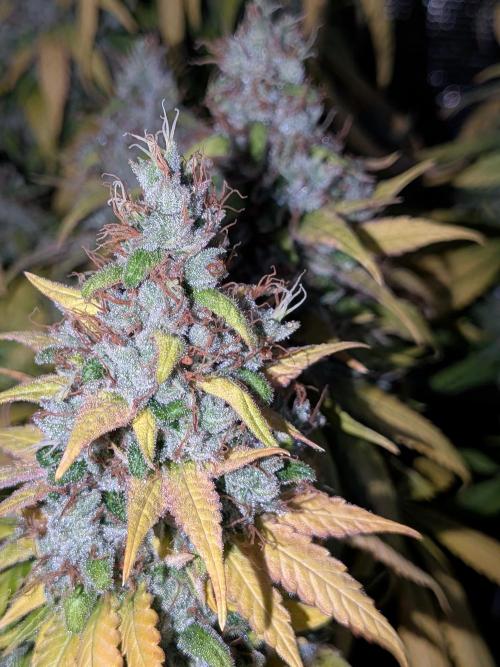 Amnesia Haze. Week 22