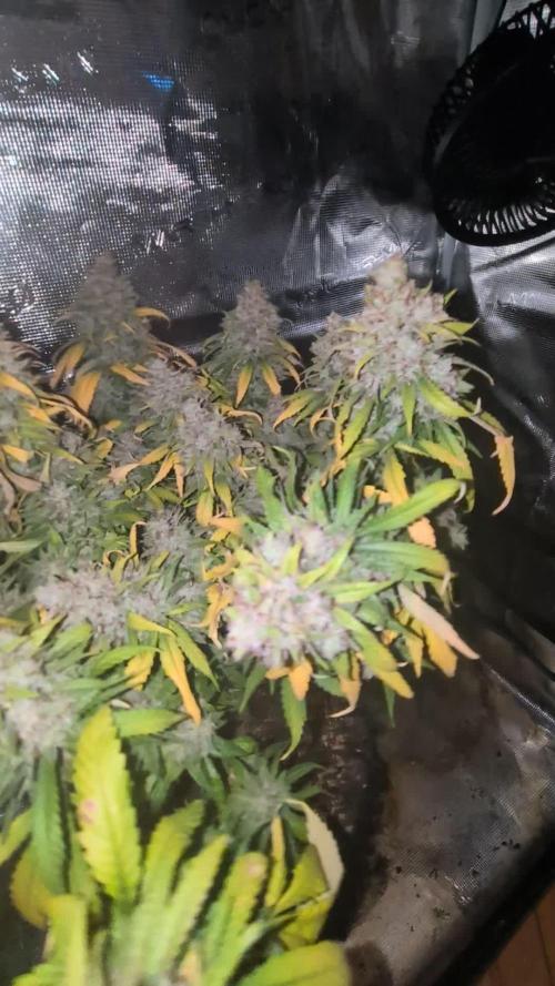 Grow Tent 120x50x190. Week 22