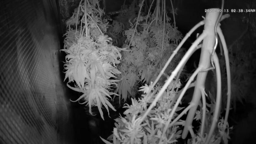 Amnesia Haze. Week 23