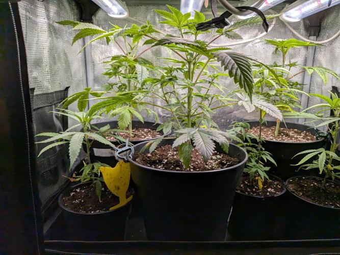 SF-2000. Week 5