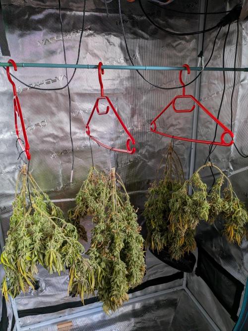 Amnesia Haze. Week 23