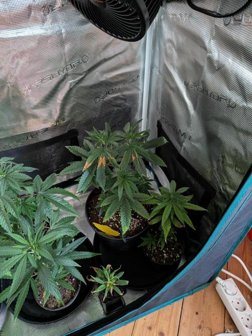 Kali Dog. Week 6