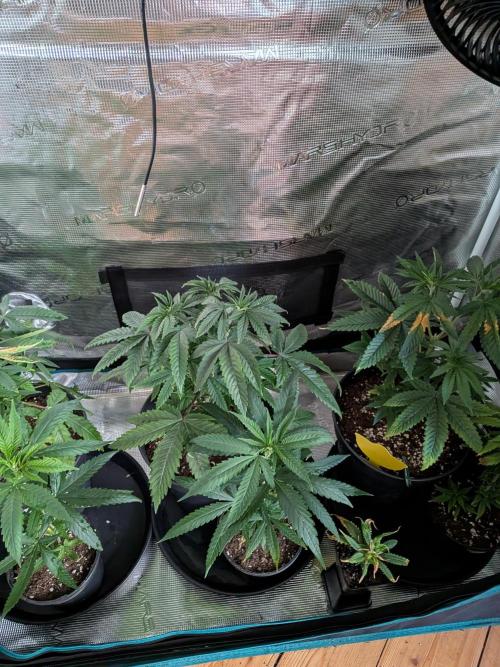Kali Dog. Week 6
