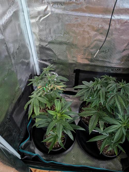 Kali Dog. Week 6