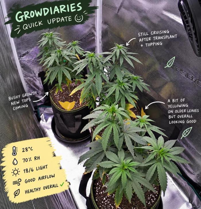 Kali Dog. Week 7