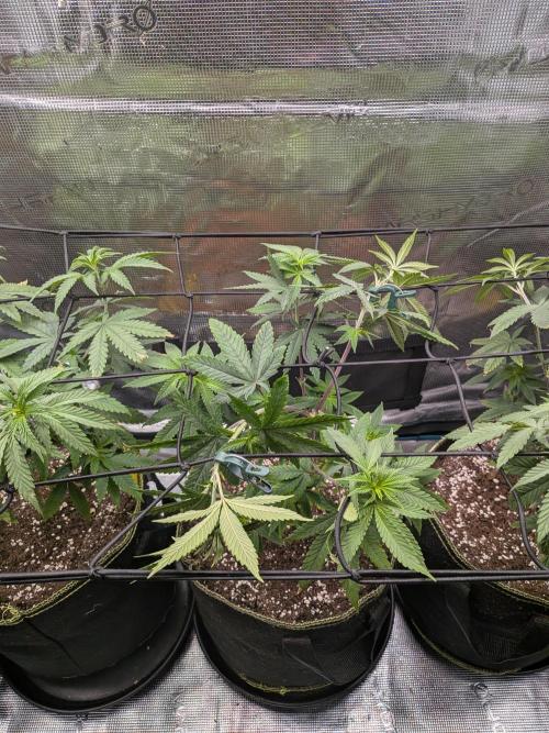 Kali Dog. Week 8