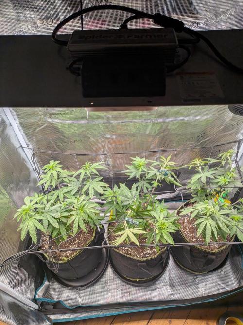 Kali Dog. Week 8