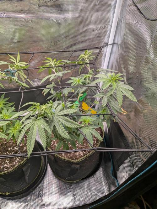 Kali Dog. Week 8