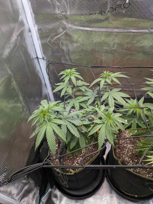 Kali Dog. Week 8