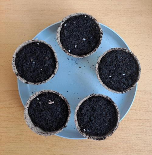 Moby dick grow barato. Week 0 - Moved the popped seeds into germination pots