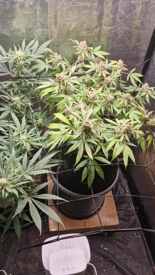 Ethos Mandarin Cookies v2 clones