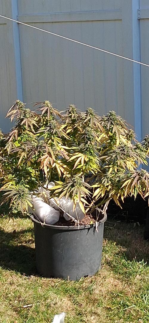 FF GORILLA COOKIES 42FASTBUDS. Week 16 - Outside