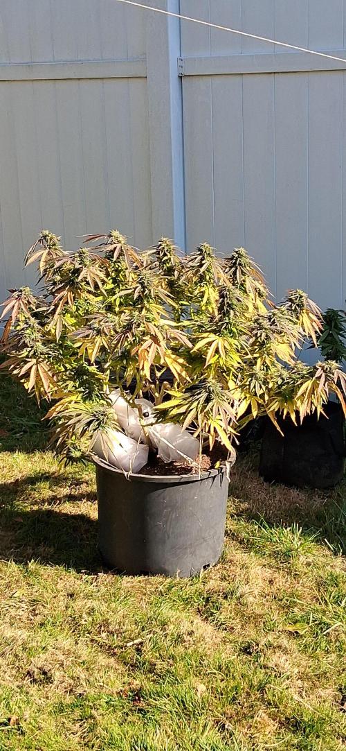 FF GORILLA COOKIES 42FASTBUDS. Week 16