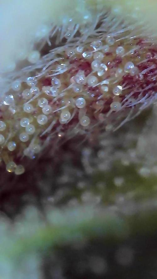 FF GORILLA COOKIES 42FASTBUDS. Week 16