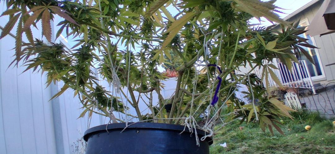 FF GORILLA COOKIES 42FASTBUDS. Week 16