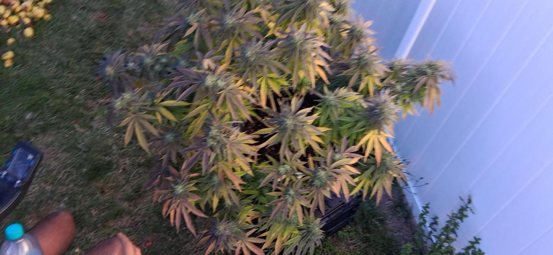 FF GORILLA COOKIES 42FASTBUDS. Week 16