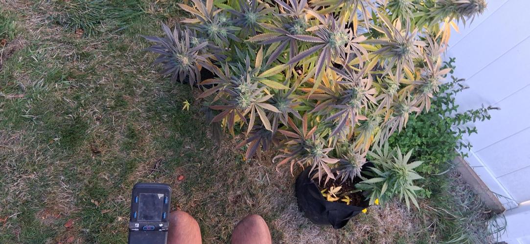 FF GORILLA COOKIES 42FASTBUDS. Week 16