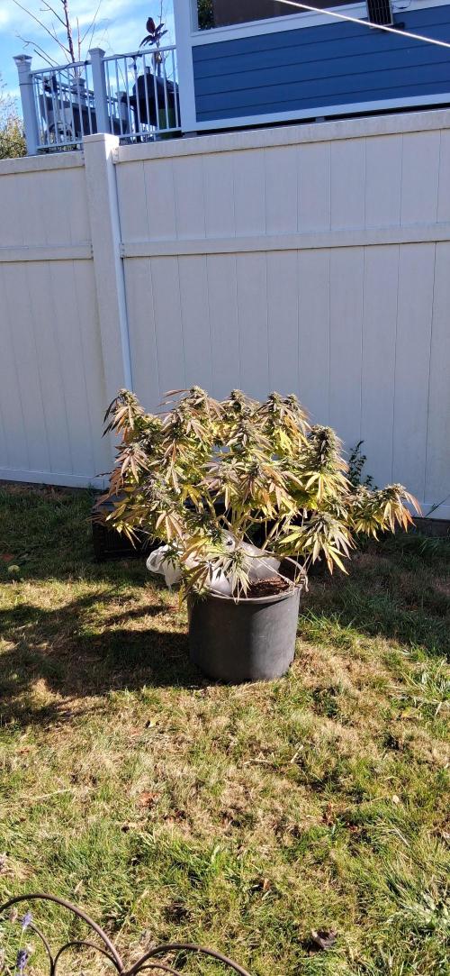 FF GORILLA COOKIES 42FASTBUDS. Week 16