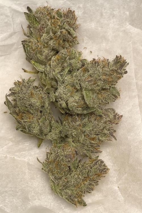 FF GORILLA COOKIES 42FASTBUDS. Week 7